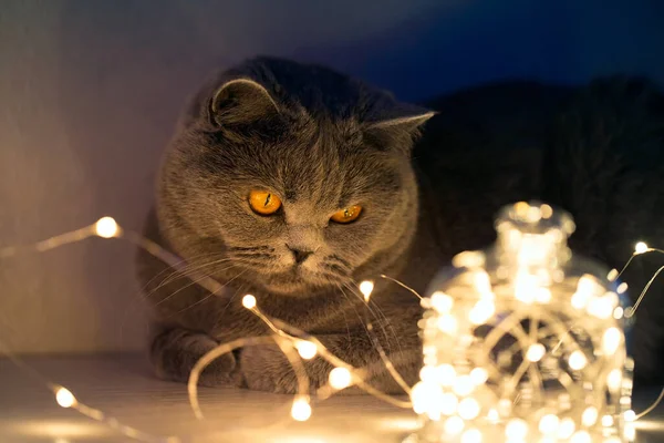 Kısa saçlı gri bir kedi, patileri önünde katlanmış lambaya bakar.
