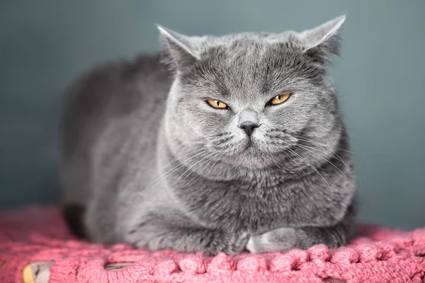 Lindo Gato Peludo Guiñando Los Ojos Cámara Confiado Astuto Animal —  Fotos de Stock