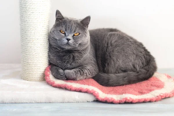 The gray cat folded its paws and squinted, the pet next to the scratcher