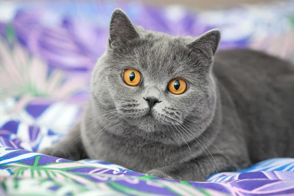 Retrato Belo Gato Cinza Bonito Rosto Gato Com Olhos Laranja — Fotografia de Stock