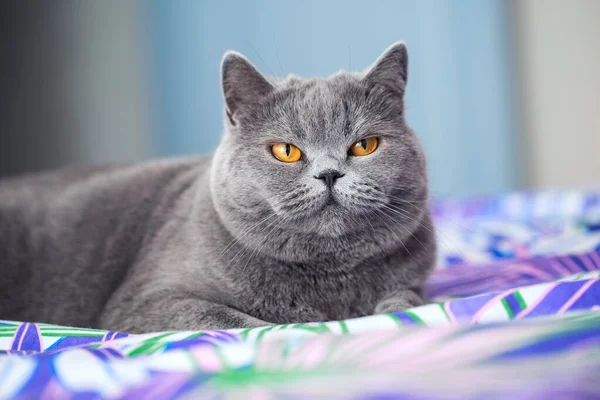 Spokojen Šťastný Krátkosrstý Kočičí Vzhled Přivřenýma Očima — Stock fotografie