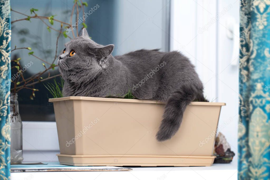 A short-haired gray cat sits in a flower pot on the windowsill and looking up