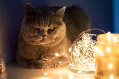 Kedi hoş bir çelengin yanında uyukluyor. Altın çelenkler, evcil hayvan gözlerini kısmış.