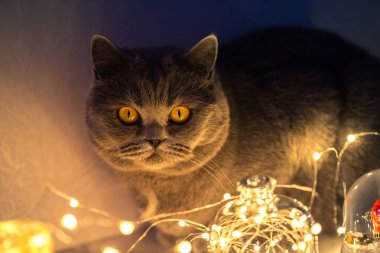 Kürklü bir kedi, aşağıdan aydınlatılmış bir evcil hayvanın odadaki parıldayan çelenklerine bakar.