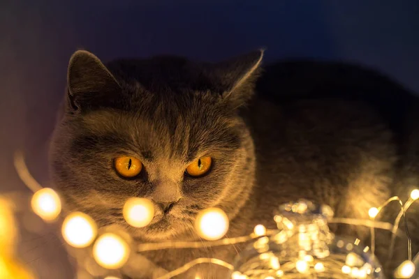 Cat Eye Dark Cat Twinkling Lights Garlands — Stock Photo, Image