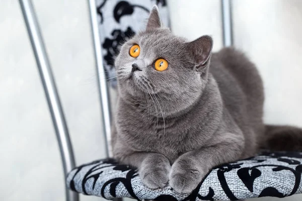 Chat Ecossais Gris Assis Sur Un Tabouret Mignon Animal De Compagnie A La Maison Portrait D Un Beau Chat Gros Plan Fourrure Vie Domestique Stock Photo Chat Ecossais Gris Assis Sur Un Tabouret Mignon Animal De Compagnie A La Maison Portrait D Un Beau Chat Gros Plan Fourrure Vie Domestique Stock Photo