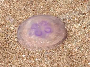 yarı saydam denizanası kumlu bir plaj üzerinde yer alır.