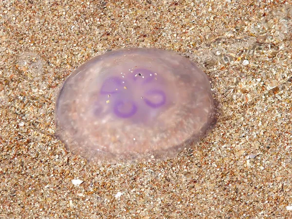 yarı saydam denizanası kumlu bir plaj üzerinde yer alır.