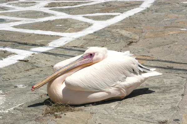 Pembe Pelikan Mikonos Adası bir sembolüdür