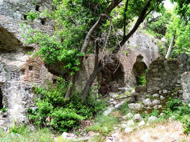 Olympos Antik Kenti duvarları üzerinde ormanlık