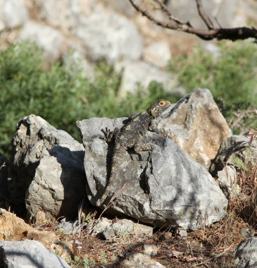 Büyük kertenkele bir kayaya oturan