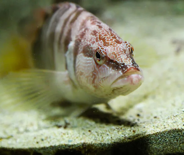 Cabeza Pescado Anfas Con Coloración Enmascarada Peces Mar —  Fotos de Stock