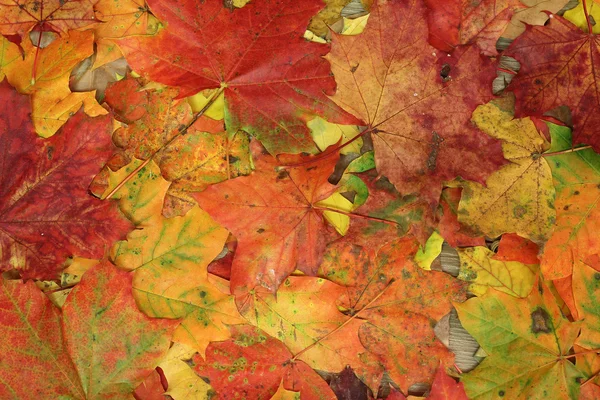 Herfst stilleven — Stockfoto