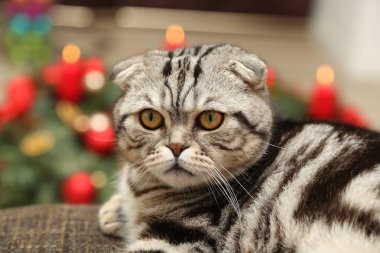 Kedi arka planda Noel süslemeleri 