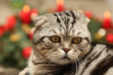 Kedi arka planda Noel süslemeleri 