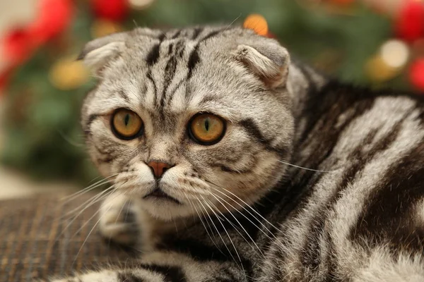El gato en el fondo de las decoraciones navideñas — Foto de Stock