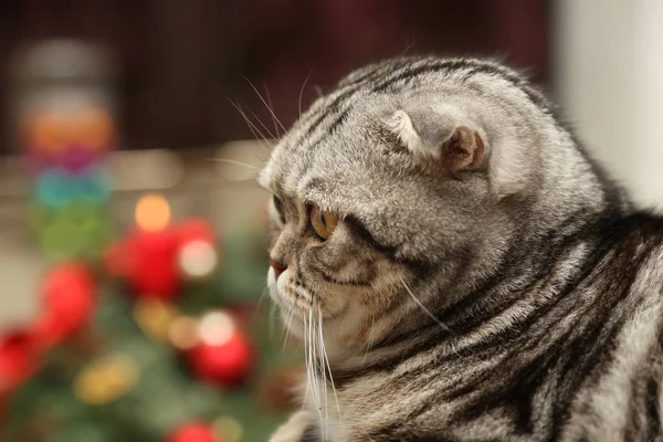 クリスマスの装飾の背景の上の猫 — ストック写真