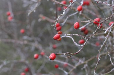 Kuşburnu içinde belgili tanımlık soğuk