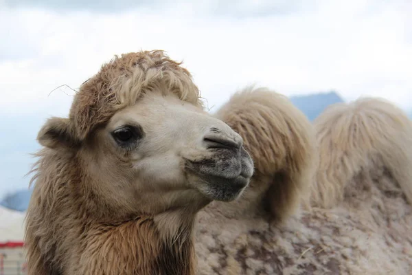 Wielbłąd jest nawet toed ungulate w obrębie rodzaju Camelus — Zdjęcie stockowe