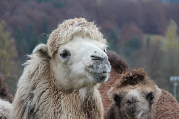 Η καμήλα είναι ένα αρτιοδάκτυλα στο γένος Camelus — Φωτογραφία Αρχείου