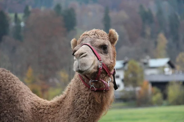 Η καμήλα είναι ένα αρτιοδάκτυλα στο γένος Camelus — Φωτογραφία Αρχείου