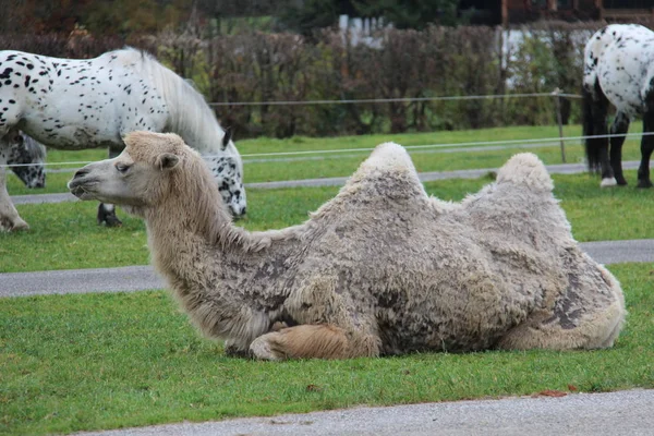 En kamel är en partåiga hovdjur i släktet Camelus — Stockfoto