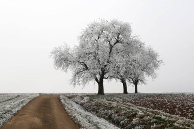  Soğuk sabah. Hoarfrost ile kaplı ağaçlar