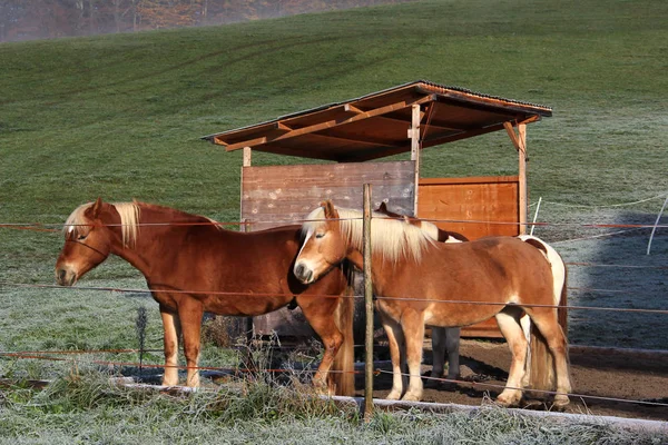 Konie w górach — Zdjęcie stockowe