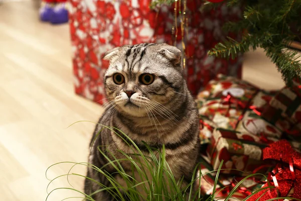 Britânico gatinho shorthair — Fotografia de Stock