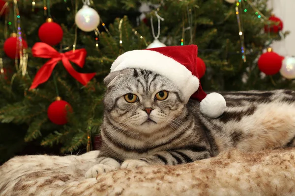 Gato em um terno de Papai Noel — Fotografia de Stock