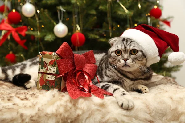 Кішка в костюмі Діда Мороза — стокове фото