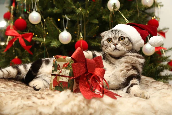 Кішка в костюмі Діда Мороза — стокове фото