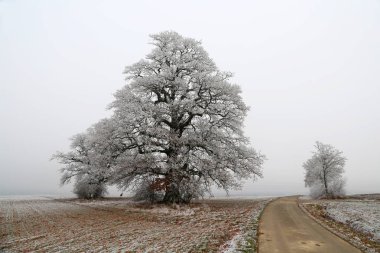 Soğuk sabah. Hoarfrost ile kaplı ağaçlar