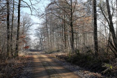 Geç sonbahar / iğne yapraklı orman 