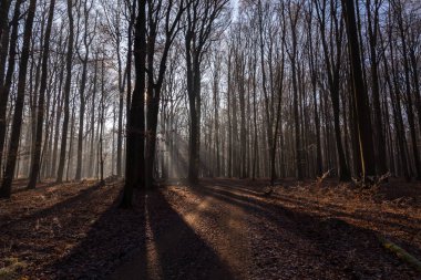 Geç sonbahar / iğne yapraklı orman 