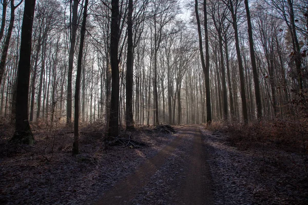 Late herfst / naaldhout Forest — Stockfoto