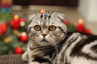 Britanya ile ilgili stenografi kedi