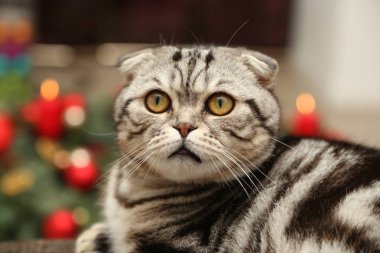  Britanya ile ilgili stenografi kedi