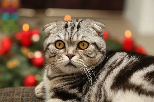 Britanya ile ilgili stenografi kedi