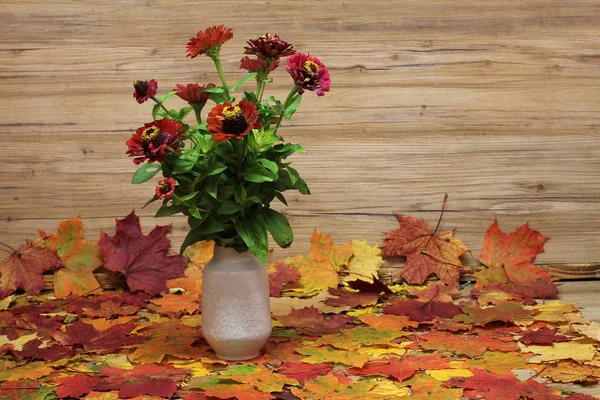 Zinnien Schöne Herbstblumen — Stockfoto