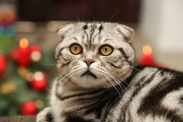  Britanya ile ilgili stenografi kedi