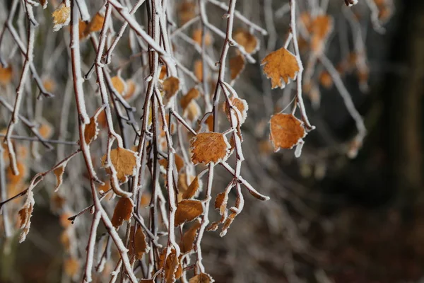 Feuilles dans le gel — Photo