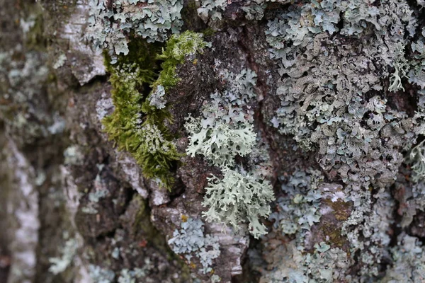Lichen creciendo en el árbol . — Foto de Stock