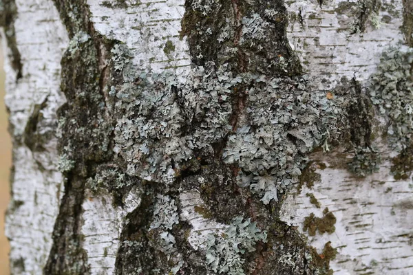 Lichen creciendo en el árbol . — Foto de Stock