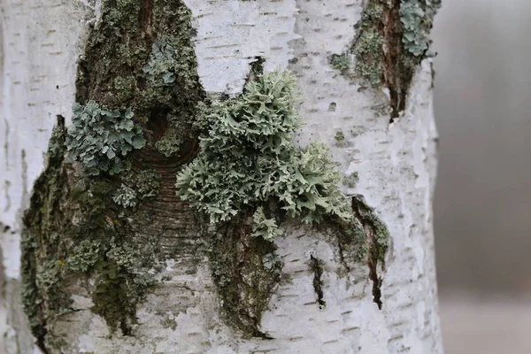 Lichen creciendo en el árbol . — Foto de Stock