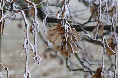 Kuru bir akçaağaç tohumları