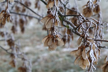 Kuru bir akçaağaç tohumları