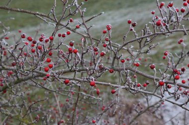 Alıç içinde belgili tanımlık soğuk