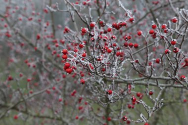 Kuşburnu içinde belgili tanımlık soğuk 