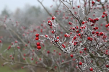 Kuşburnu içinde belgili tanımlık soğuk 